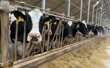 Nébih: enyhített a korlátozáson kívüli területeken a ragadós száj- és körömfájás miatt hozott intézkedéseken az állategészség