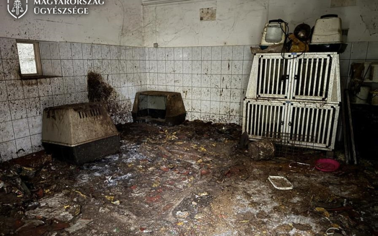 Állatkínzás miatt letartóztatás