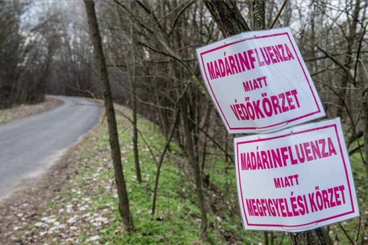 400 ezer állatot kellett megsemmisíteni a madárinfluenza miatt