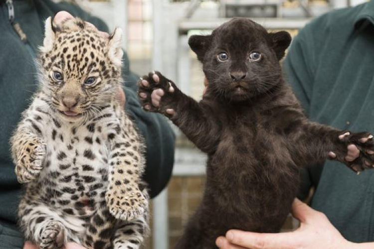 Jaguárikrek születtek a Nyíregyházi Állatparkban