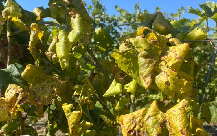 Nébih: drónos felderítést is bevetnek a szőlő aranyszínű sárgaság betegség visszaszorítására