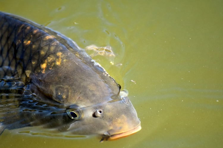 Szinte csak karácsonykor eszünk halat 