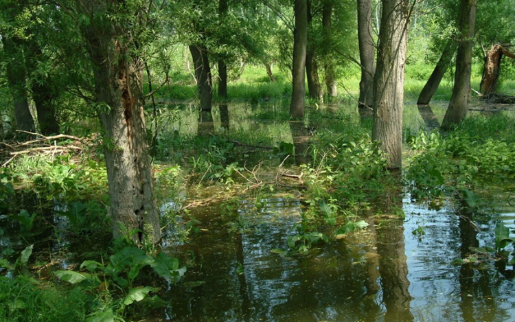 Megindult Szigetközben az elárasztás